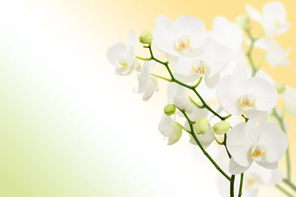 Morning spring background with branches of white orchid flowers — Stock Photo, Image