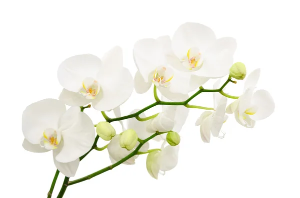 Long branches of bouquet delicate white orchid flowers — Stock Photo, Image