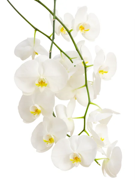 Long elegant branches of white romantic orchid flowers — Stock Photo, Image