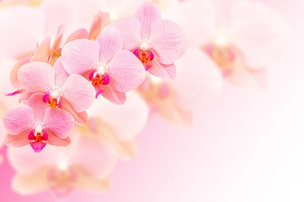 Exotiska rosa fläckig orkidé blommor på suddig bakgrund Stockbild