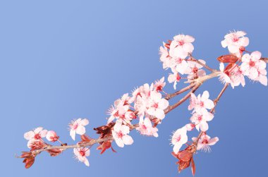Sakura pembe Japon kiraz çiçeği Şubesi