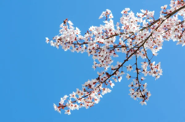 Sunlit spring blooming branch of cherry tree — Stock Photo, Image