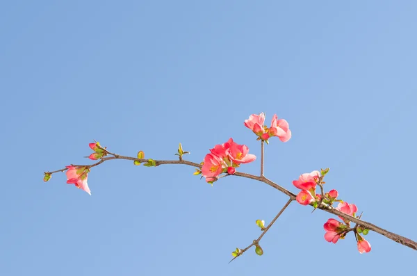 Single blooming branch of flowering quince bush — Stock Photo, Image