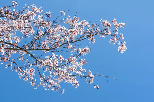 Florecimiento en la rama primaveral del cerezo —  Fotos de Stock