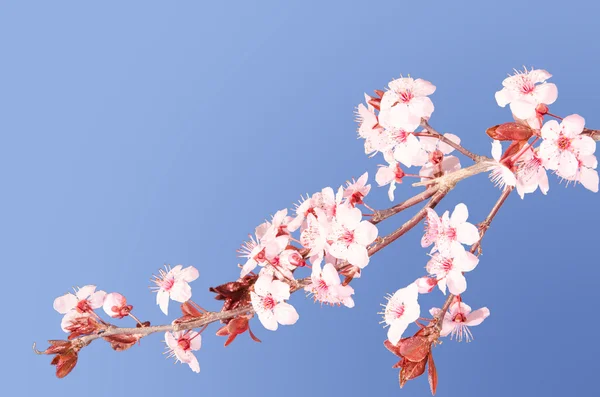 Sakura pink Japanese cherry blossom branch — Stock Photo, Image