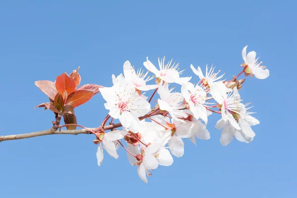 Fiori bianchi freschi su ramo di ciliegia fiorita di primavera — Foto Stock