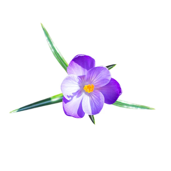 Una pequeña flor de azafrán con hojas —  Fotos de Stock