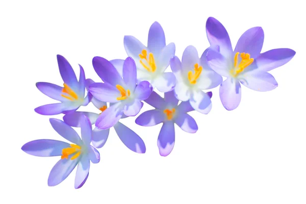 Lila crocus vårblommor isolerade — Stockfoto