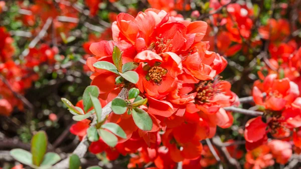 Spring blossoming Japanese quince bush — Stock Photo, Image