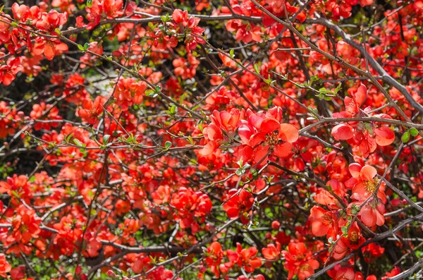 Sunlit spring flowering Japanese quince bush — Stock Photo, Image