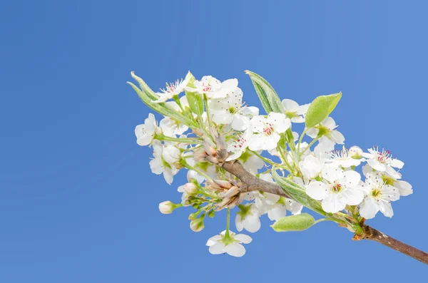 White spring blooming cherry flowers on the clear sky — Stock Photo, Image