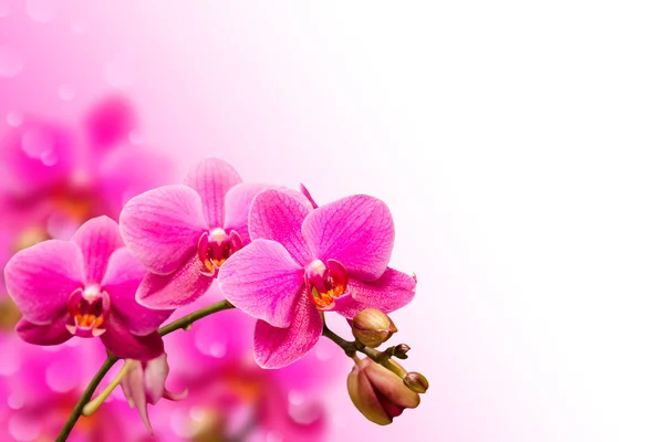 Rama de flor de orquídea púrpura sobre fondo borroso bokeh — Foto de Stock