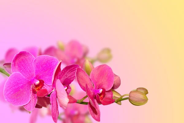 Fialové květy orchidejí větev na rozmazané gradientu — Stock fotografie