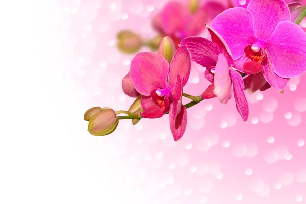 Exotické fialové květy orchidejí s poupaty — Stock fotografie