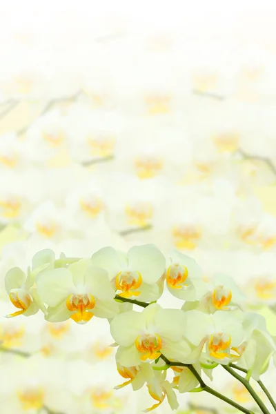 Gren av sommar blomma orkidé på suddiga blommor — Stockfoto