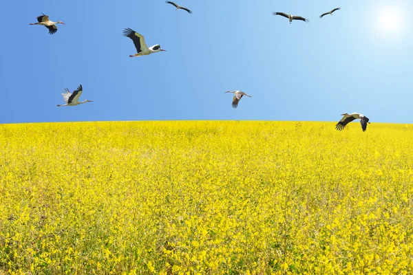 Flock vita storkar migrera på våren över blommande äng — Stockfoto