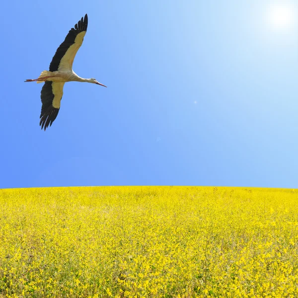 Один аист летит в ясном голубом небе над весной цветущей желтой f — стоковое фото
