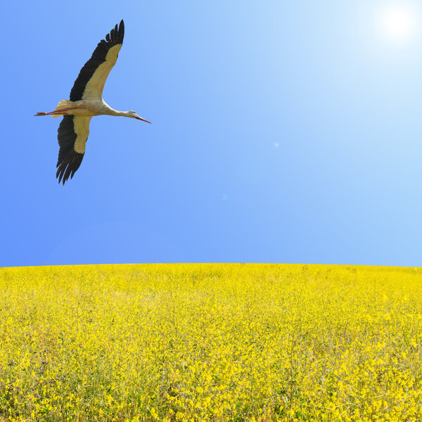 Alone stork fly in clear blue sky over spring flowering yellow f