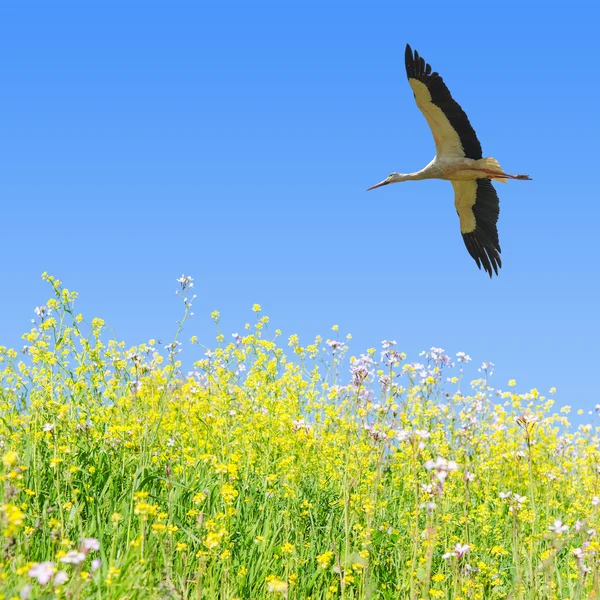 White stork flying in clear blue sky over the spring flowering f — Stock Photo, Image