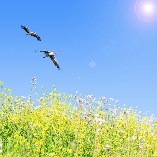 Vita storkar par flyga tillsammans mot klarblå himmel — Stockfoto