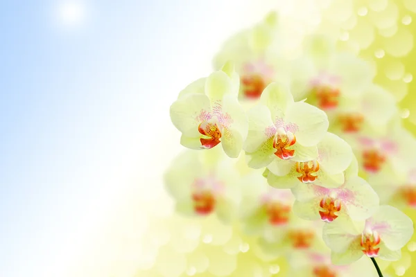 Miękkie pastelowe kolorowe kwiaty orchidei w naturalnych rano — Zdjęcie stockowe