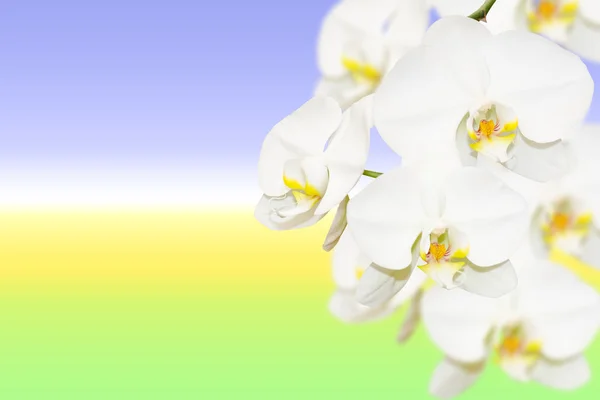 Pure white orchid flowers on natural blurred gradient — Stock Photo, Image