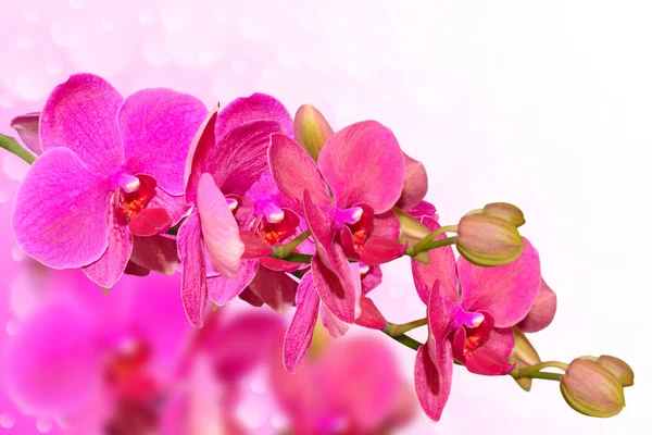 Grandes flores de orquídea púrpura rama en borrosa bokeh —  Fotos de Stock