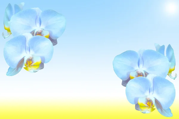 Exotiska tropiska blå orkidé blommor på naturliga suddig bak — Stockfoto
