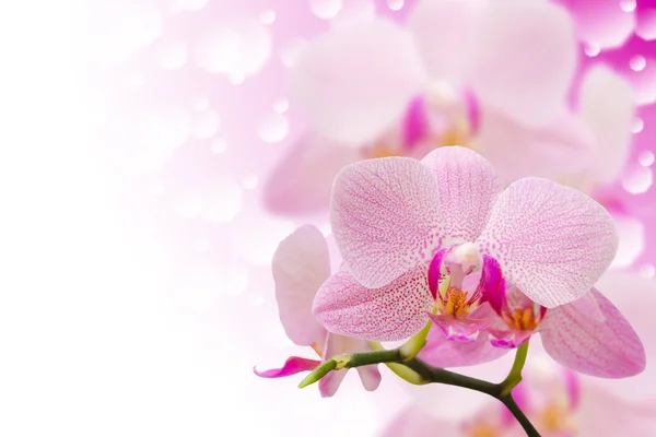 Pastel gekleurde gevlekte orchideebloemen op wazig bokeh — Stockfoto