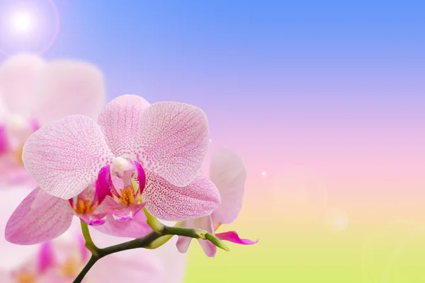 ロマンチックなピンクの斑点を付けられた蘭自然勾配に — ストック写真