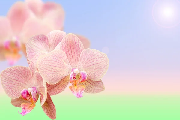 Primavera flores exóticas orquídeas rosadas en la mañana — Foto de Stock