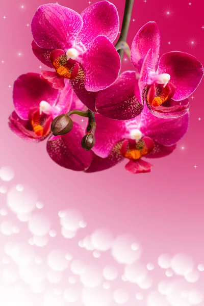 Dark purple orchid flowers on blurred gradient — Stock Photo, Image