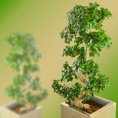 Ficus bonsai ağacı üzerinde gradyan arka plan bulanık cüce
