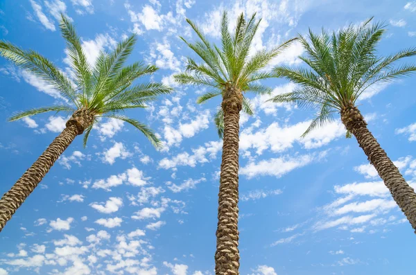 Three date palms against deep blue sky — Stock Photo, Image