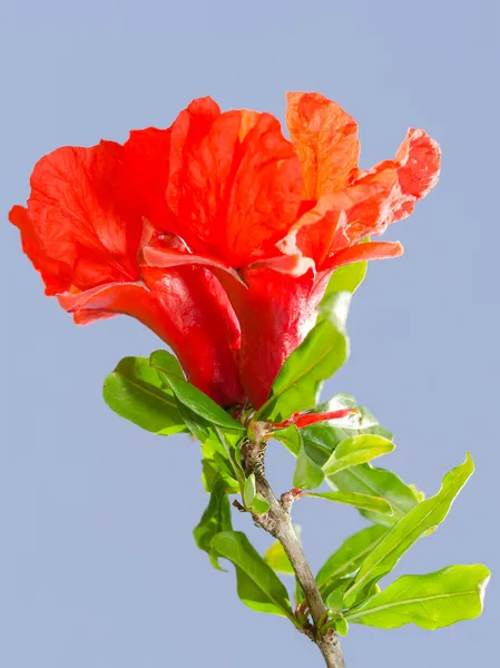 Fleurs grenade rouge vif ovaire et pétales — Photo