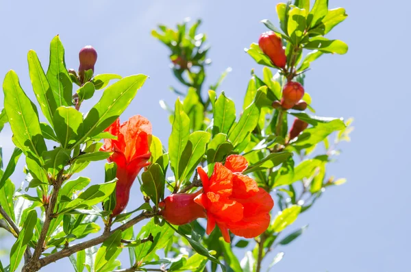 Branches of summer blossoming pomegranate — Stock Photo, Image