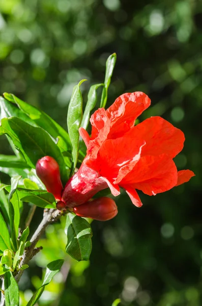 Vibrant red pomegranate sunlight flower and buds — Stock Photo, Image