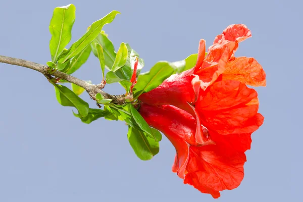 Pomegranate spring blossom vibrant red flowers — Stock Photo, Image