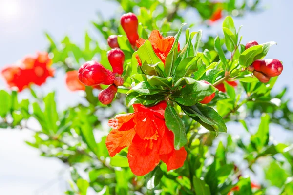 Bush of vibrant pomegranate spring blossom — Stock Photo, Image