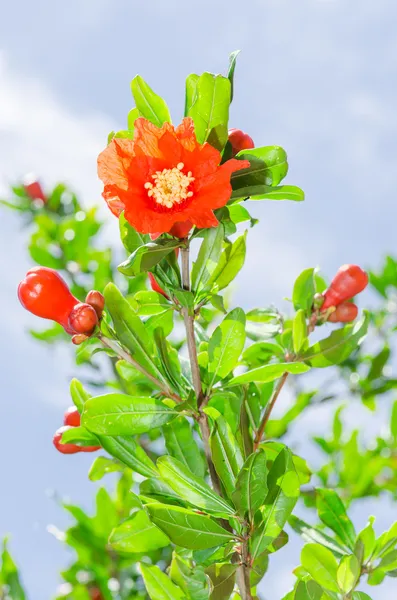 Pomegranate tree blooming with red flowers — Stock Photo, Image