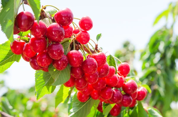 Sunlit branch of cherry berry tree — Stock Photo, Image