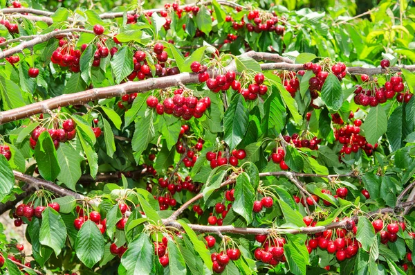 Natural organic cherry berry bunches — Stock Photo, Image