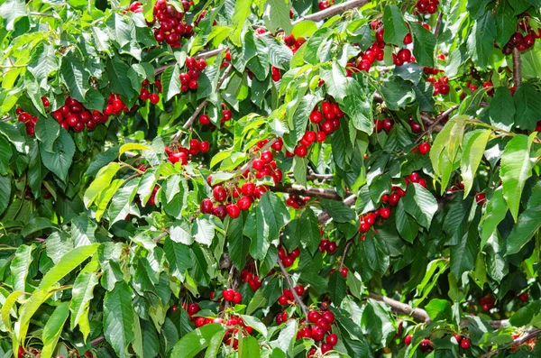 Many red sweet ripe cherry berries — Stock Photo, Image