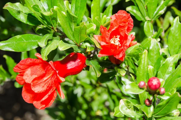 Vivid red spring pomegranate blossom — Stock Image Vivid red spring pomegranate blossom Royalty Free Stock Photos
