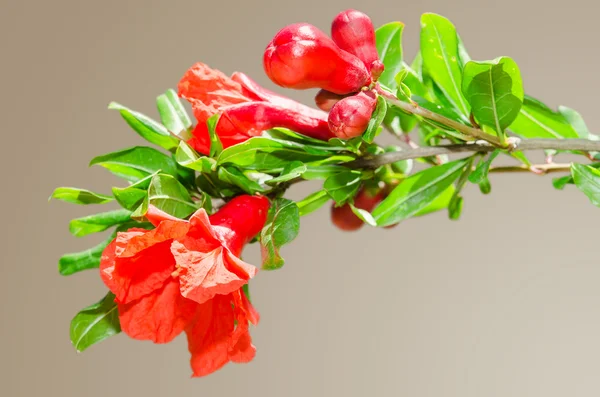 Sunlit branch with spring red pomegranate blossom — Stock Image Sunlit branch with spring red pomegranate blossom Royalty Free Stock Images