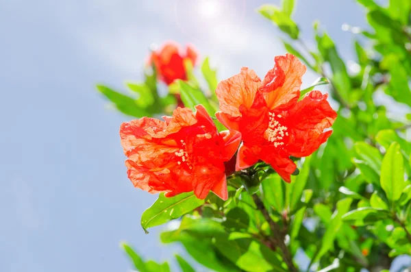 Pomegranate spring blooming branch with backlit red flowers — Stock Image Pomegranate spring blooming branch with backlit red flowers Royalty Free Stock Photos