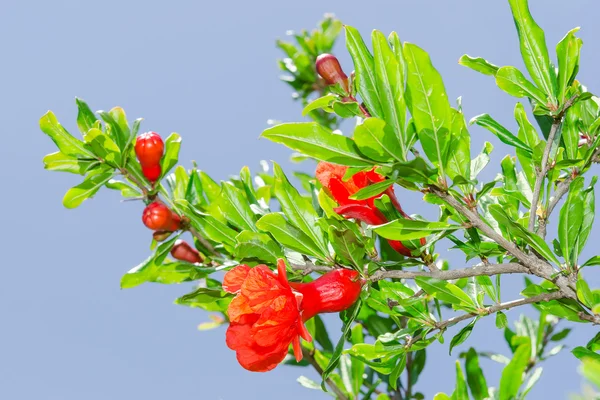 Branches of spring blossomin pomegranate sunlit red flowers — Stock Image Branches of spring blossomin pomegranate sunlit red flowers Stock Picture