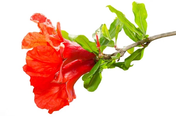Na białym tle owoc granatu wiosny kwiat czerwony — Zdjęcie stockowe
