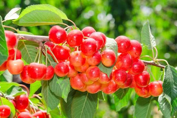 Güneşli olgun beyaz rainier vişneli tatlı sulu berry — Stok fotoğraf