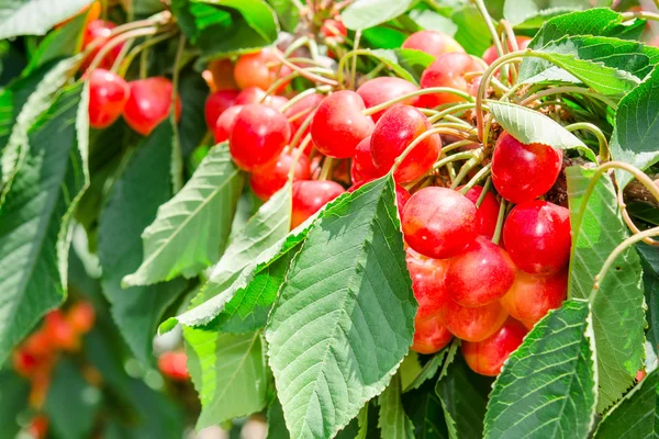 Many beautiful rainier cherries berries shiny bunches — Stock Photo, Image